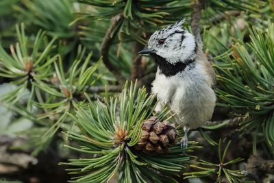 Msange huppe, Lophophanes cristatus