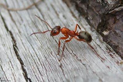 Formica sp.
