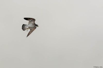 Faucon pèlerin, Falco peregrinus peregrinus