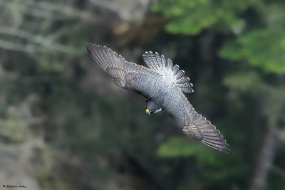 Faucon pèlerin, Falco peregrinus peregrinus