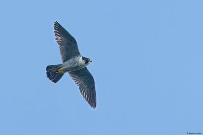 Faucon pèlerin, Falco peregrinus peregrinus