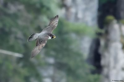 Faucon pèlerin, Falco peregrinus peregrinus