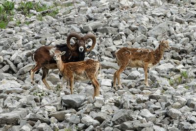 Mouflon mditerranen, Ovis gmelini musimon x Ovis sp.