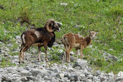 Mouflon mditerranen, Ovis gmelini musimon x Ovis sp.