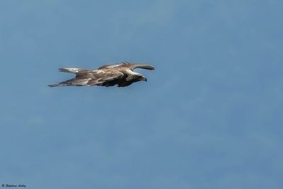 Aigle royal, Aquila chrysaetos