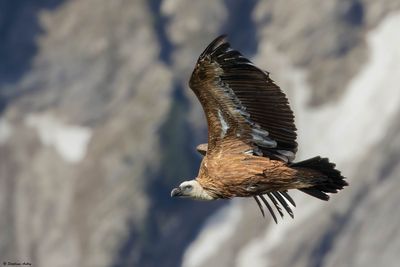 Vautour fauve, Gyps fulvus