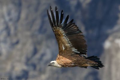 Vautour fauve, Gyps fulvus