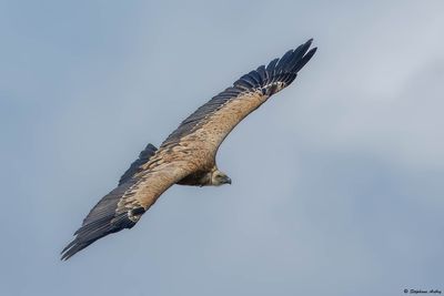 Vautour fauve, Gyps fulvus