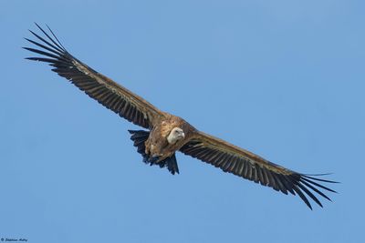 Vautour fauve, Gyps fulvus