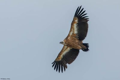 Vautour fauve, Gyps fulvus