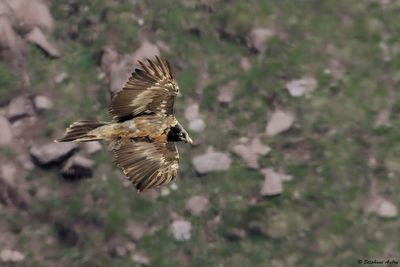 Gypačte barbu, Gypaetus barbatus