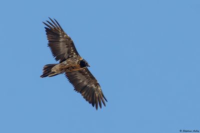 Gypačte barbu, Gypaetus barbatus
