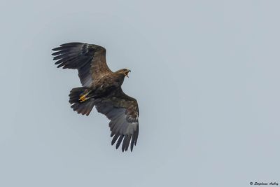 Aigle pomarin, Clanga pomarina