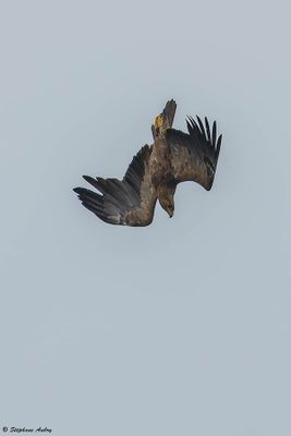 Aigle pomarin, Clanga pomarina