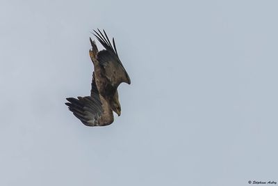 Aigle pomarin, Clanga pomarina