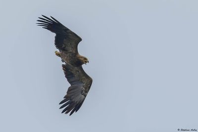 Aigle pomarin, Clanga pomarina