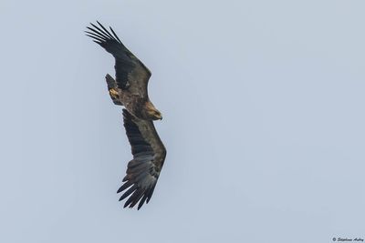 Aigle pomarin, Clanga pomarina