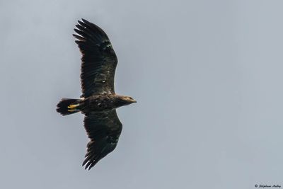 Aigle pomarin, Clanga pomarina