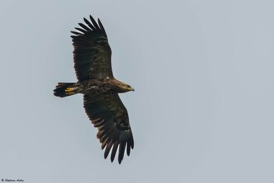 Aigle pomarin, Clanga pomarina
