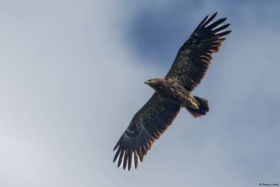 Aigle pomarin, Clanga pomarina