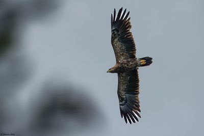 Aigle pomarin, Clanga pomarina