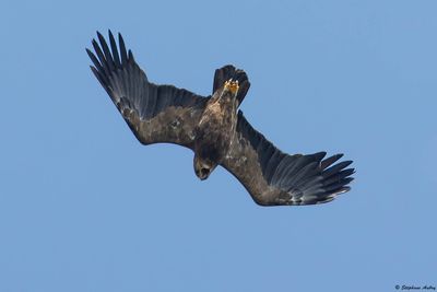 Aigle pomarin, Clanga pomarina