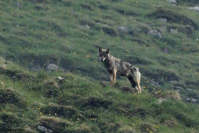 Loup gris, Canis lupus