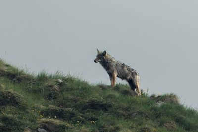 Loup gris, Canis lupus