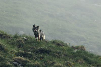 Loup gris, Canis lupus
