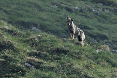 Loup gris, Canis lupus