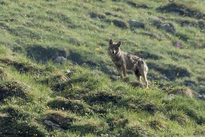 Loup gris, Canis lupus