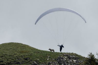 Loup gris, Canis lupus