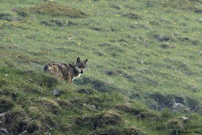 Loup gris, Canis lupus