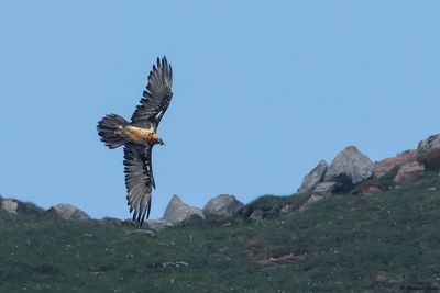 Gypačte barbu, Gypaetus barbatus