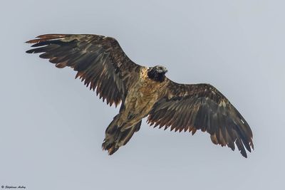 Gypate barbu, Gypaetus barbatus