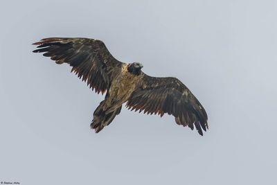 Gypačte barbu, Gypaetus barbatus