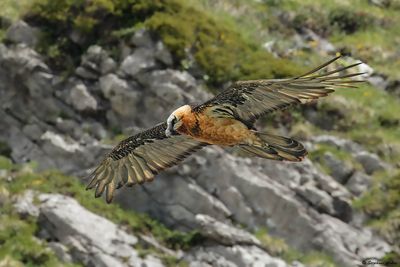Gypačte barbu, Gypaetus barbatus