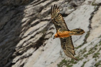 Gypačte barbu, Gypaetus barbatus