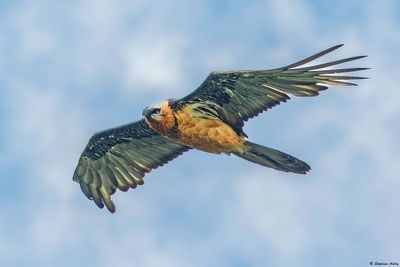 Gypačte barbu, Gypaetus barbatus