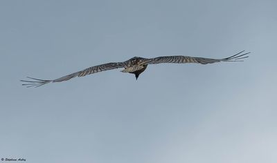 Gypačte barbu, Gypaetus barbatus