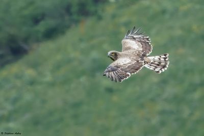 Circačte Jean-le-Blanc, Circaetus gallicus
