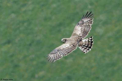 Circačte Jean-le-Blanc, Circaetus gallicus