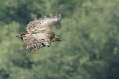 Vautour fauve, Gyps fulvus