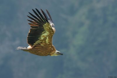 Vautour fauve, Gyps fulvus