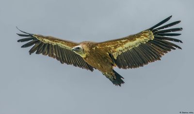 Vautour fauve, Gyps fulvus