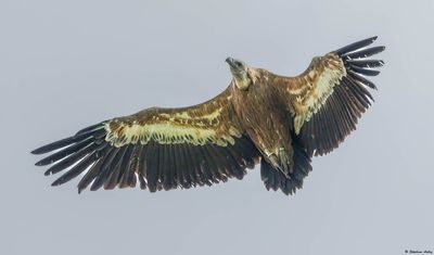 Vautour fauve, Gyps fulvus