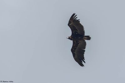 Vautour moine, Aegypius monachus