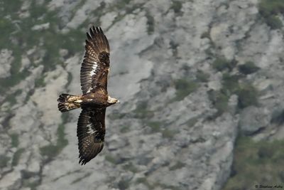 Aigle royal, Aquila chrysaetos
