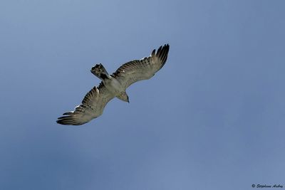 Circačte Jean-le-Blanc, Circaetus gallicus