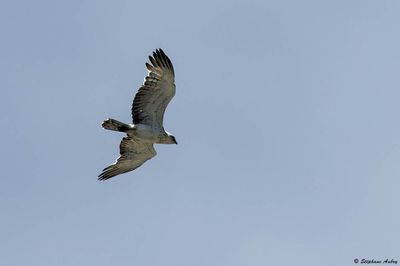 Circačte Jean-le-Blanc, Circaetus gallicus